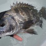 チヌ釣り。初心者に仕掛けと釣り方をご説明!