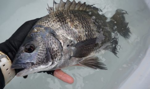 チヌ釣り。初心者に仕掛けと釣り方をご説明！